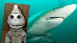 印尼驚現人臉鯊魚，是日本排洩核汙水，導致它基因突變？