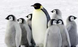 奇怪的知識又增加了!“企鵝”的交配與繁衍：表明的一夫一妻制?