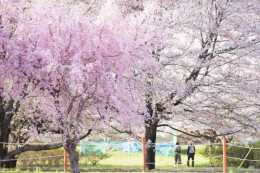 櫻花季：日本東京最經典的幾個賞櫻地，每一個都能美出天際