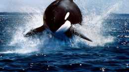 三頭巨型海獸浮出遼寧海域，虎鯨被稱為“殺人鯨”，是因為什麼？