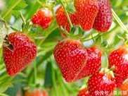 草莓鮮甜可口又營養，掌握兩點種植技術，種出高品質水果