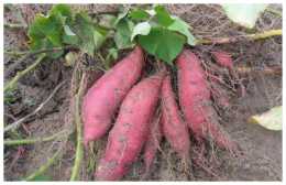 提高紅薯產量最佳時期，農民如何做才能讓紅薯好吃又高產？