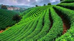 常見的關於綠茶的誤區，您要的答案在這裡！