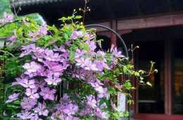 幾種可以室內栽種的爬藤花，讓你輕鬆擁有大花牆！