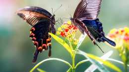 雲南紅河“蝴蝶大爆發”，青蟲化蝶多達上億隻，種類也是世界第一