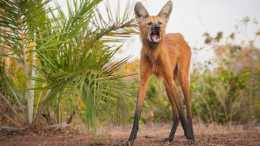 生活在巴西的鬃狼，活生生就是穿著黑絲的“長腿狗子”