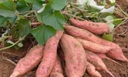 紅薯種植應該施什麼肥料比較好,品質好產量高?