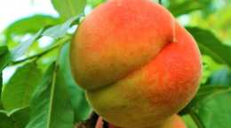 大多數人都不知道的桃子有這些好處！