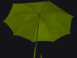 心理測試：下雨了,你會撐哪把雨傘,測出你的不安全感來於哪裡?