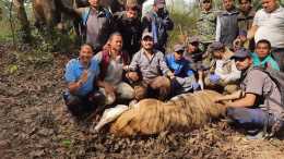 老虎變多是壞事兒？不到一年，尼泊爾一處公園周邊9人被老虎咬死
