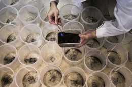 廣州工廠日產500萬隻蚊子，竟是為了給雌性蚊子做絕育？
