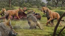 1700萬年前的貓犬大戰: 貓科入侵北美, 導致犬科一家族團滅
