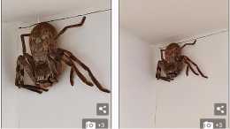 澳洲女子在浴室發現“恐怖生物”，看完照片後網友建議：燒房就跑