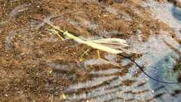 鐵線蟲見到水才會離開螳螂, 假如一直不讓它見到水, 會發生什麼?