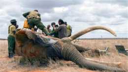 老死的大象身上取象牙不好嗎？為何非要對健康的大象下黑手？