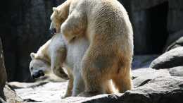 北極熊捕殺海豹真實過程, 速度快準狠, 一口將其咬得皮肉分離!