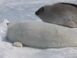 小海豹咀嚼冰雪玩耍，近距離觀看好可愛