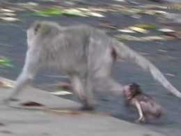 猴媽不願意馱住小猴，小猴尖叫大哭，猴媽將小猴按在地上，好可憐