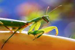 母螳螂交配後會吃掉丈夫，為什麼雄性不反抗也不逃走呢？