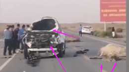 又是沙漠公路又是沒圍欄！於月仙事故後3只駱駝被撞死，車頂砸窟窿