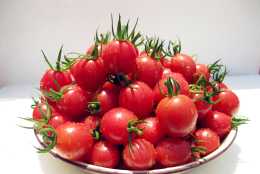 聖女果又叫做櫻桃西紅柿，播種繁殖時容易忽略的4件事，原來是！