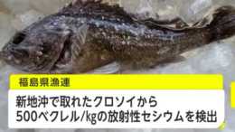 日本“特產”賣到泰國！日本福島魚不準在境內銷售一條，全部出口