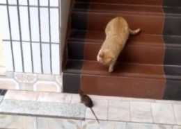 貓咪出門前沒看黃曆，遇到一隻暴脾氣的老鼠，鼠：今年我會怕你？