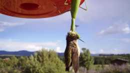 螳螂捕食蜂鳥, 在求愛中享受美味的鳥肉, 體驗雙重快感