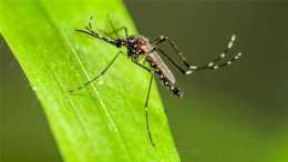 2000萬隻轉基因蚊子將在美國放飛，為什麼要放飛？