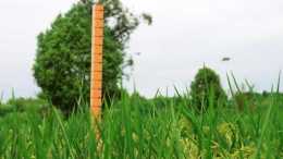 巨人稻身高2米有餘，雜交水稻工程技術再獲新突破