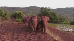 有一頭大象已獨自離開象群12公里, 這頭大象為何要獨自離開?