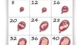 懷孕一個月的時候, 胎兒一般是多大才對?